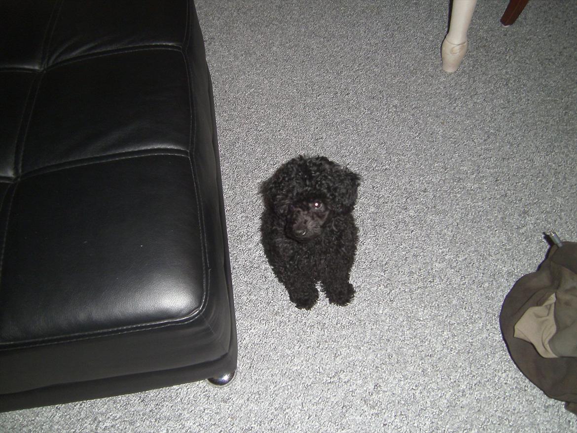 Blanding af racer Bølle billede 11