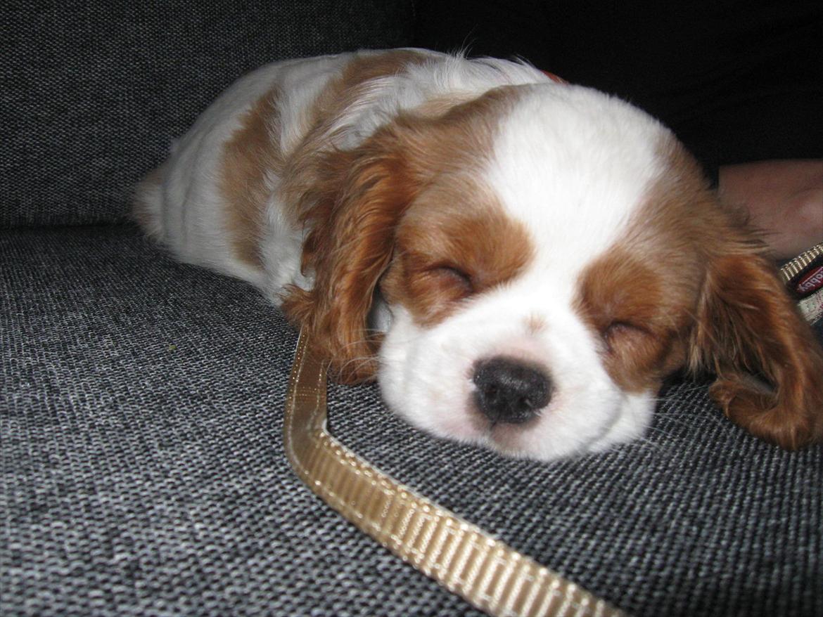 Cavalier king charles spaniel Lady billede 1