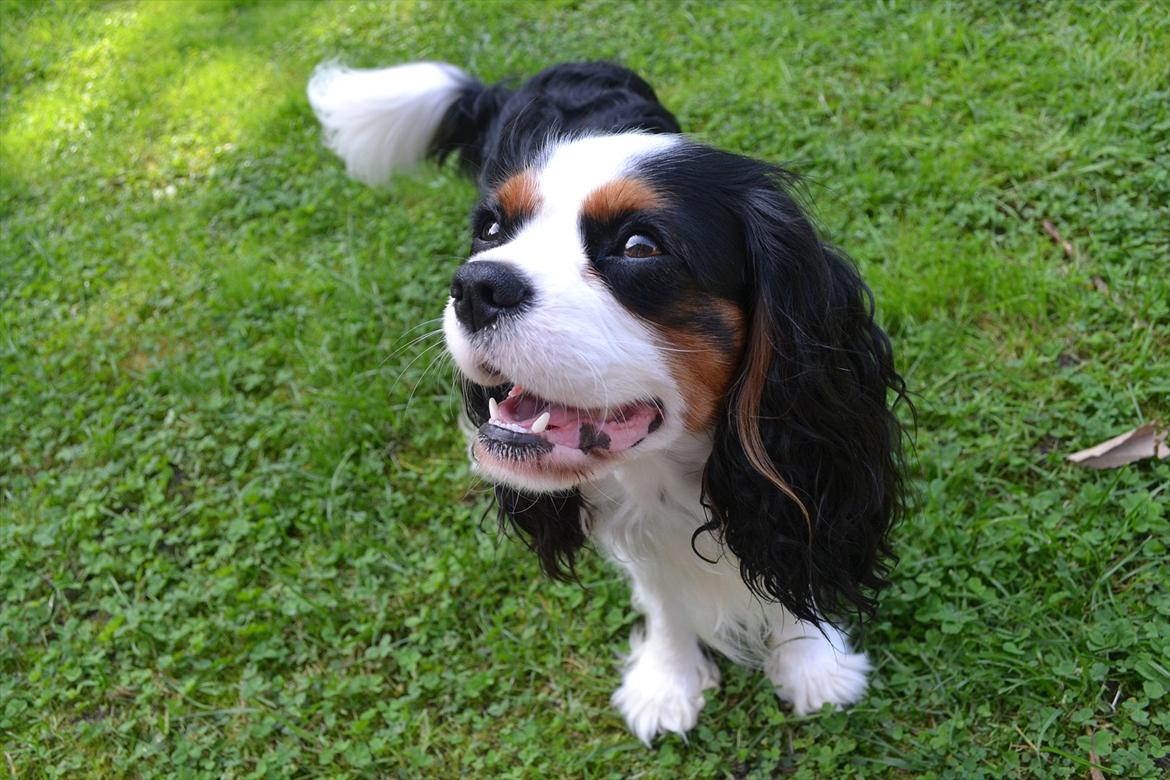 Cavalier king charles spaniel Thyholms Quick Silver billede 1