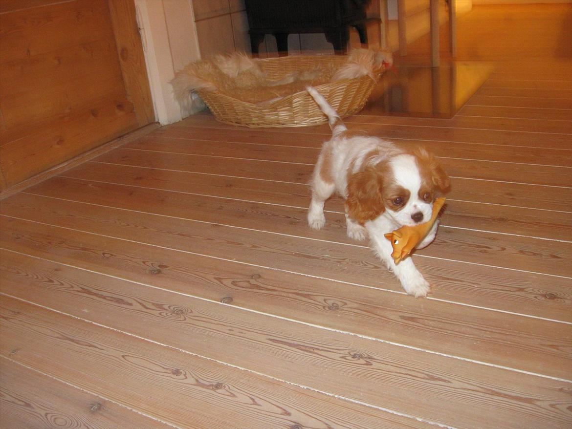 Cavalier king charles spaniel Lady billede 2