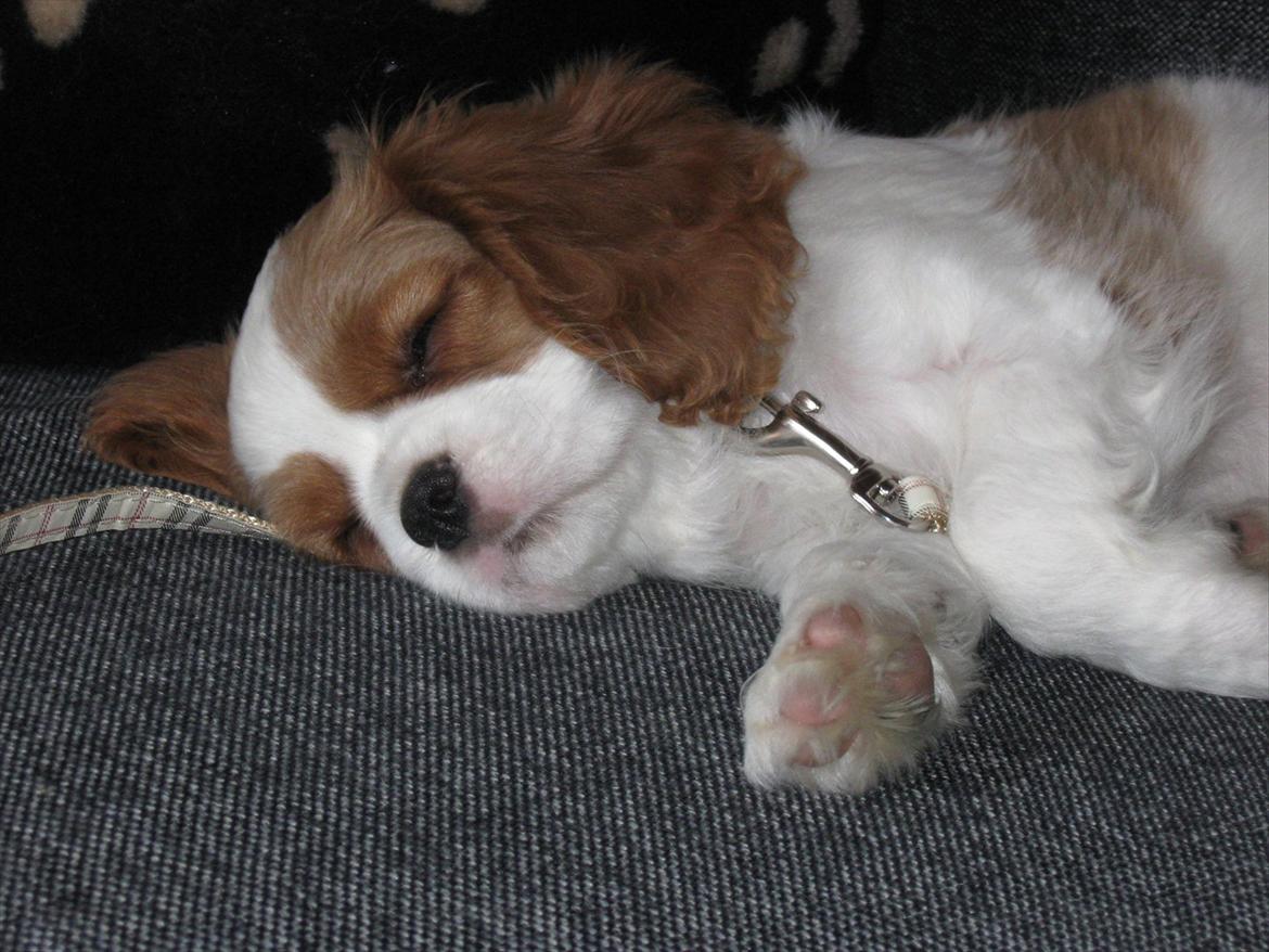 Cavalier king charles spaniel Lady billede 3