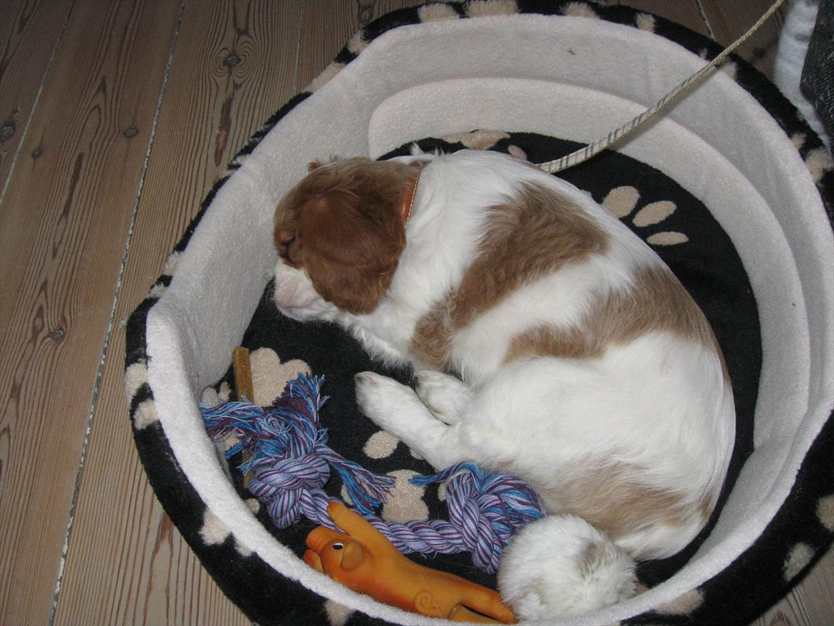 Cavalier king charles spaniel Lady - Er gået omkuld i sengen med Hr. Bacon (grisen) billede 4