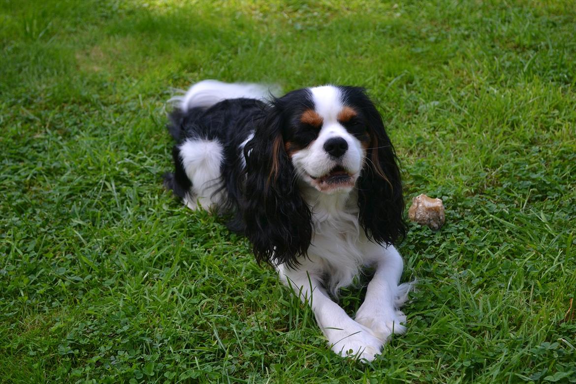 Cavalier king charles spaniel Thyholms Quick Silver billede 2