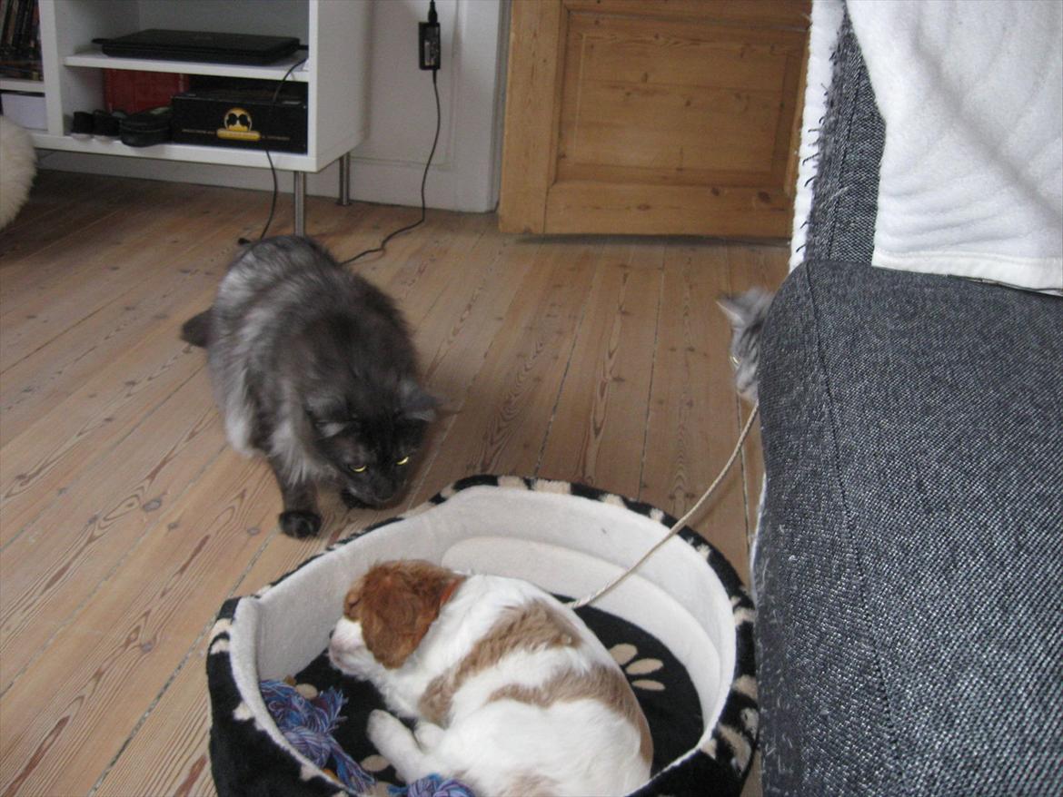 Cavalier king charles spaniel Lady - ,,Hvad dælen er dét, hun har slæbt med hjem?'' billede 5