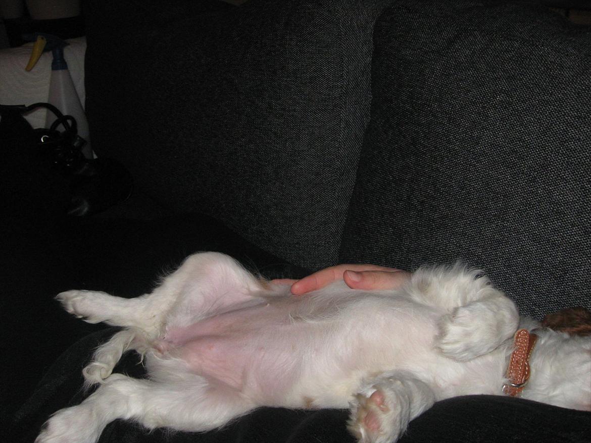 Cavalier king charles spaniel Lady billede 6