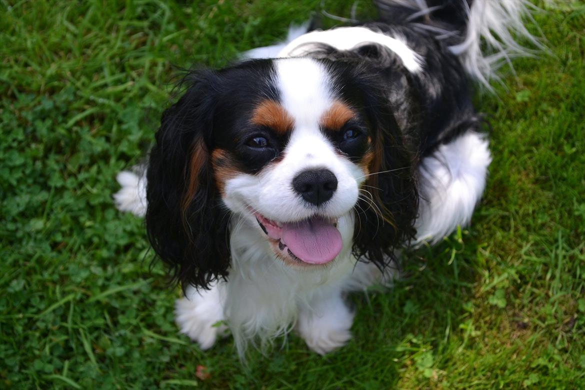 Cavalier king charles spaniel Thyholms Quick Silver billede 3