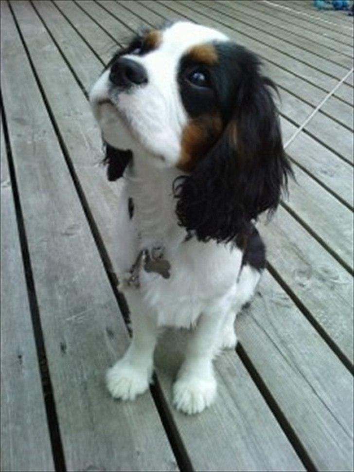 Cavalier king charles spaniel Thyholms Quick Silver billede 4