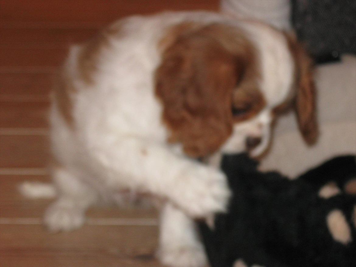 Cavalier king charles spaniel Lady billede 7