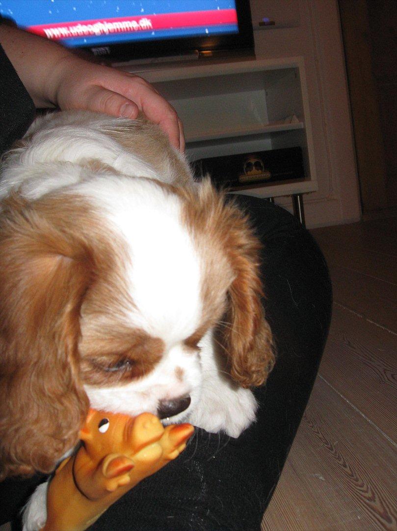 Cavalier king charles spaniel Lady billede 8