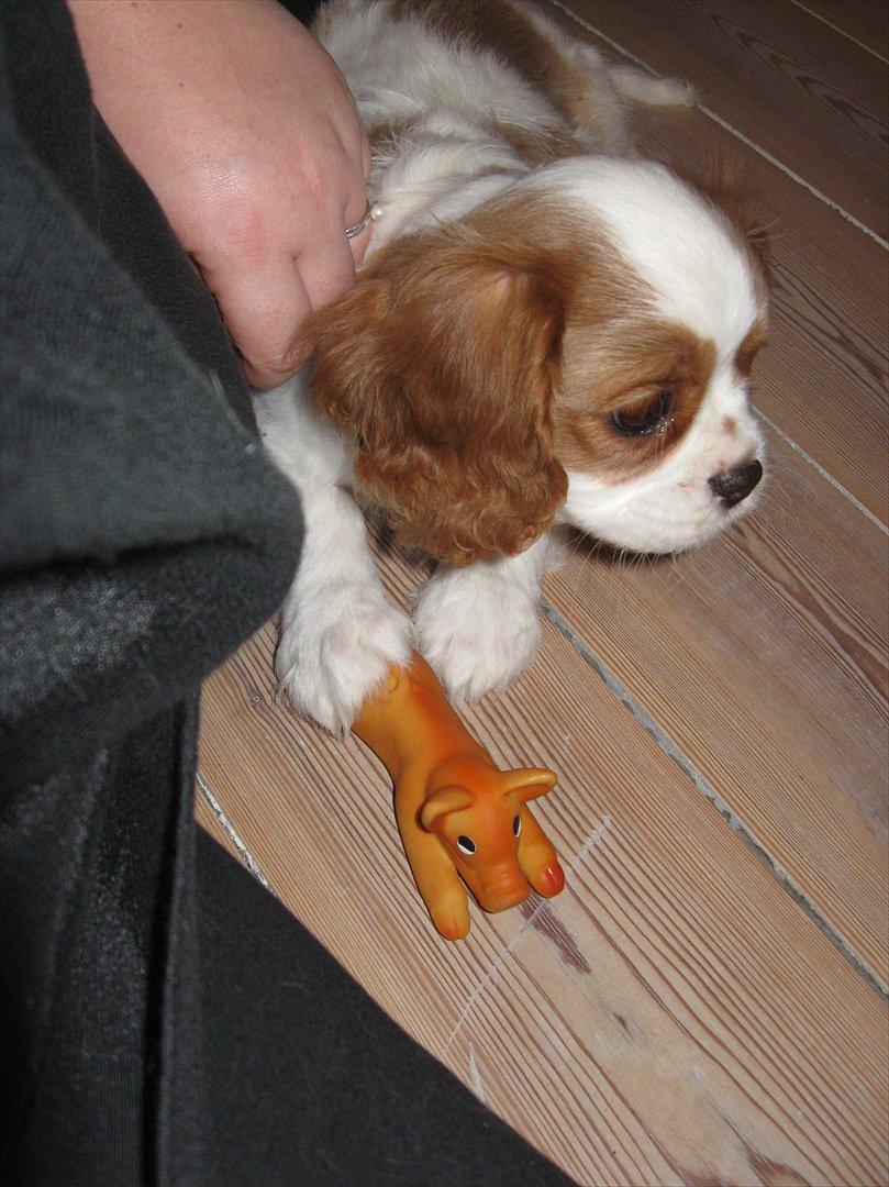 Cavalier king charles spaniel Lady billede 9