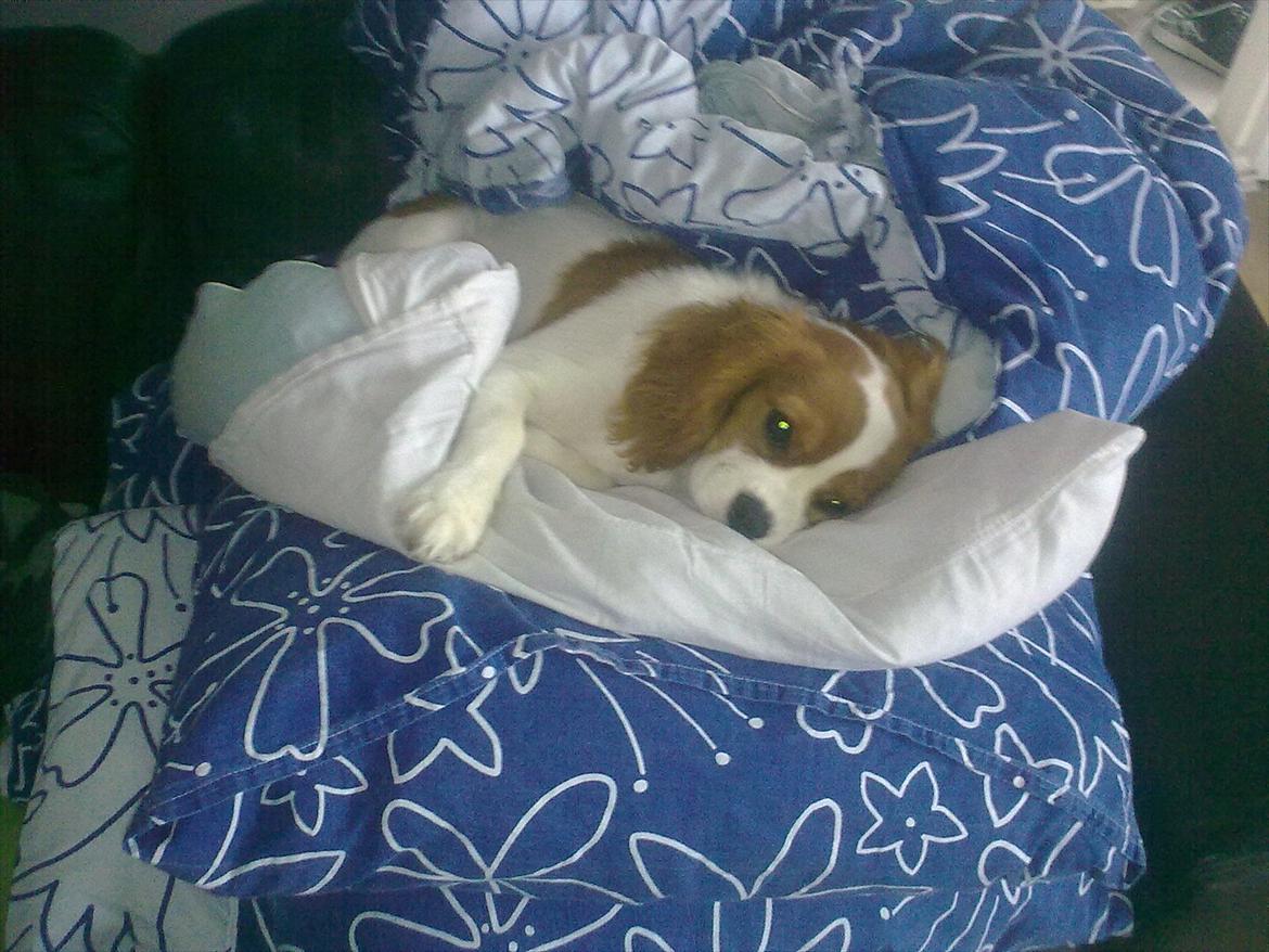 Cavalier king charles spaniel Thyholms Opus One billede 5