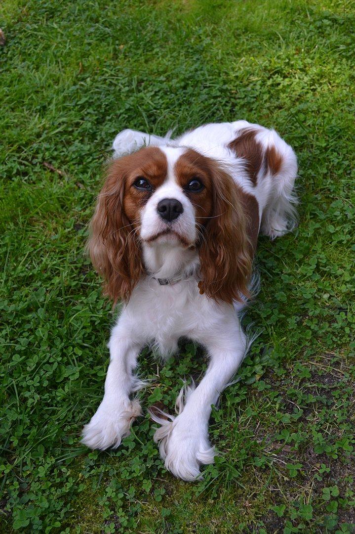Cavalier king charles spaniel Thyholms Opus One billede 2