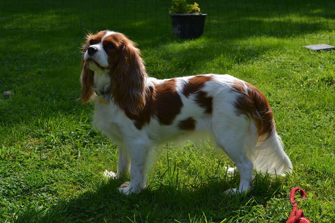 Cavalier king charles spaniel Thyholms Opus One billede 3