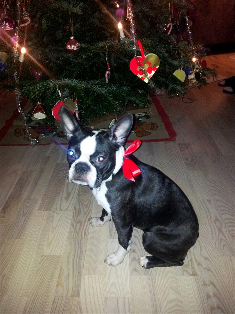 Boston terrier Tessi - Hendes første jul. Så fin billede 2