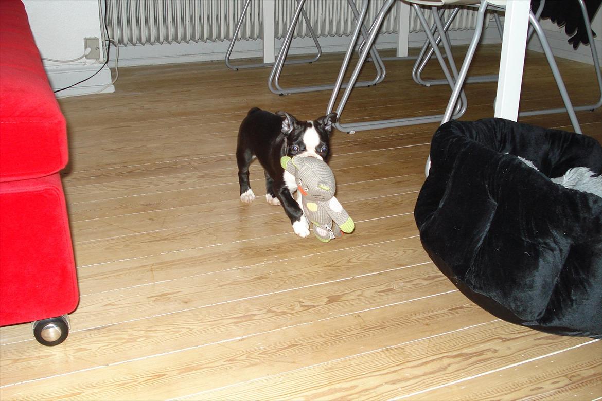 Boston terrier Tessi - Dagen vi fik hende hjem til og slev. billede 3