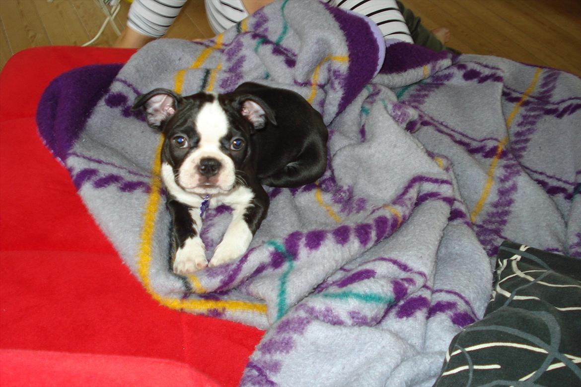 Boston terrier Tessi - Første dag. Og alleder har hun fundet sig godt til rette i tæppet. Men en lille godbid billede 4