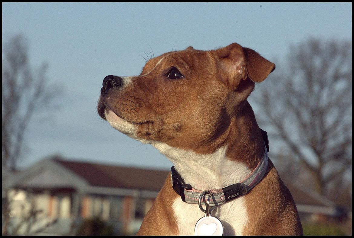 Staffordshire bull terrier Inez  billede 4