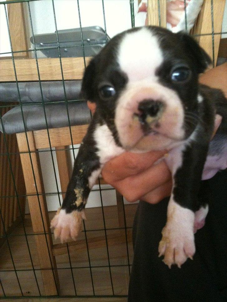 Boston terrier Tessi - Tessi 3 uger. Spiser selv for første gang. (mos) billede 5