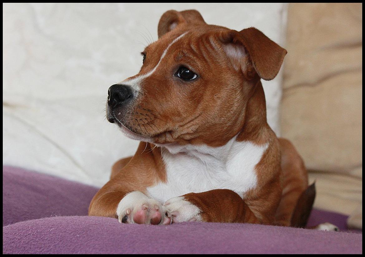 Staffordshire bull terrier Inez  billede 3