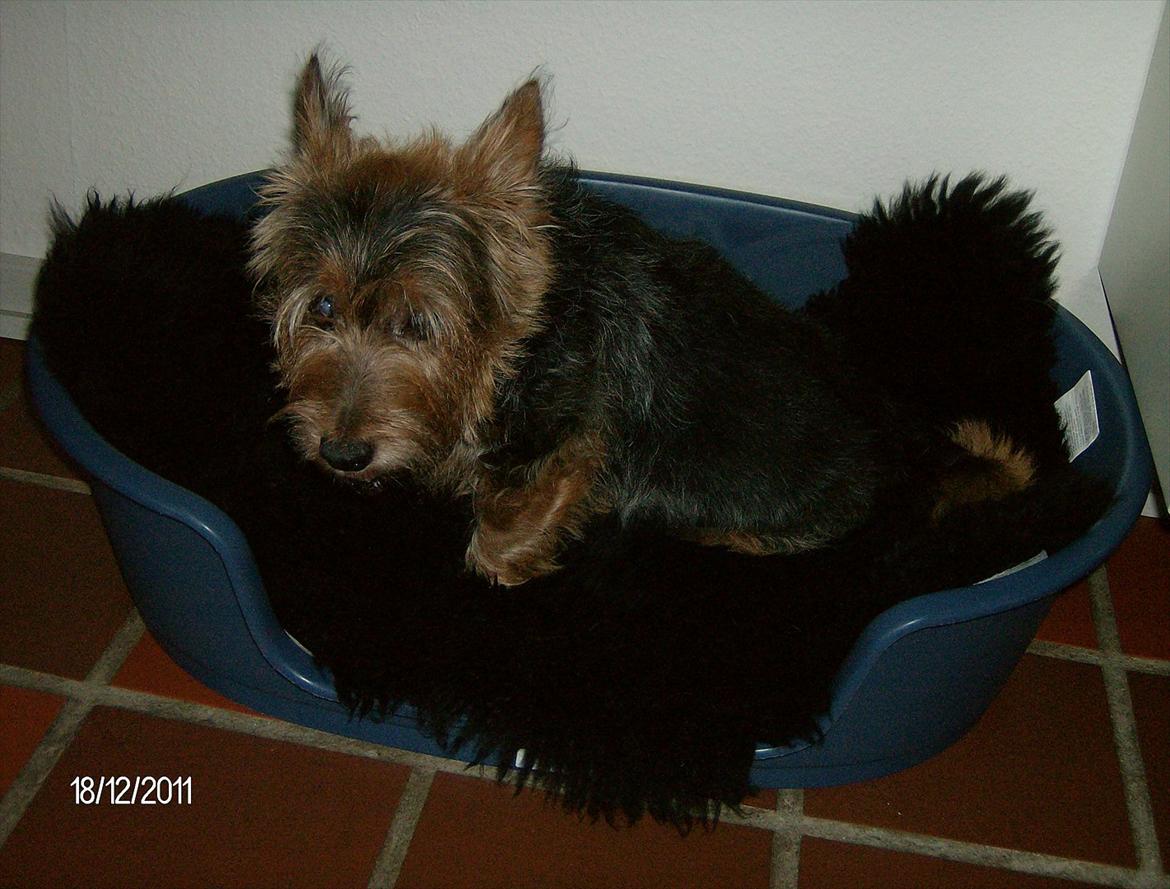 Australsk terrier Mulle - Min dejlige, lille hund, som desværre måtte aflives d. 20/12/2011, da han var 13½ år og dement. billede 1