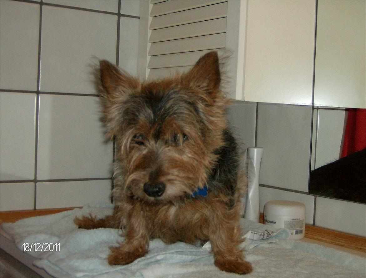 Australsk terrier Mulle - Uhhh, lækkert - nyder at blive børstet, nusset om og især renset øjne med en våd vatrondel........mums filibaba ! billede 2