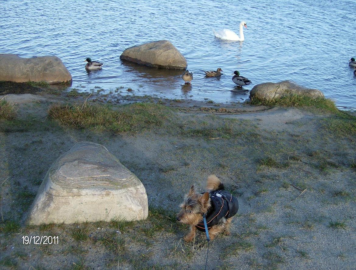 Australsk terrier Mulle - Hulk - den sidste tur til Egå Engsø dagen før aflivning. billede 3