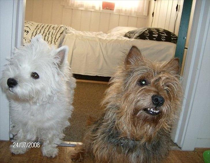 Australsk terrier Mulle - Mulle og Emma på en hyggelig tur i sommerhus. billede 4