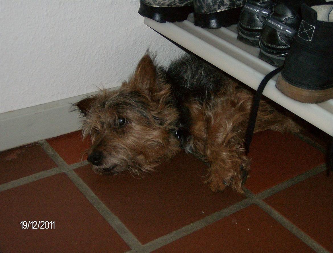 Australsk terrier Mulle - Mulles yndlingssted under garderobestativet. billede 5