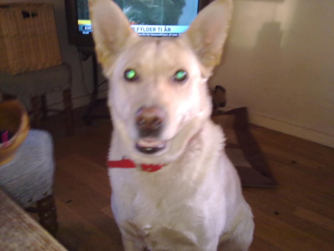 Blanding af racer Dina billede 9