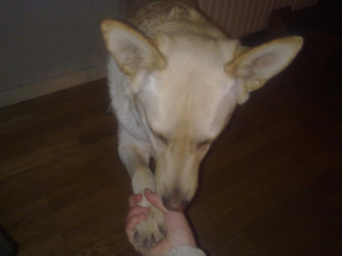 Blanding af racer Dina billede 10