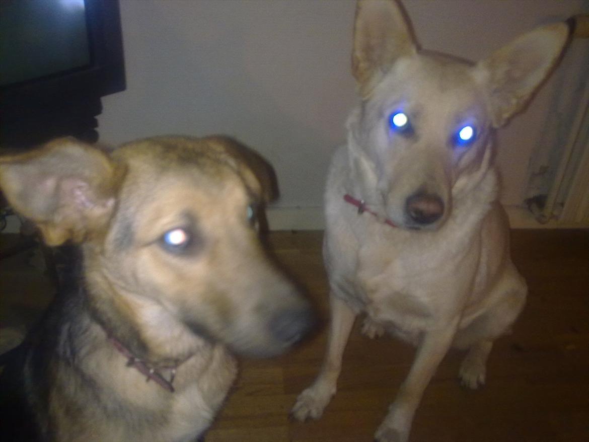 Blanding af racer Dina billede 11