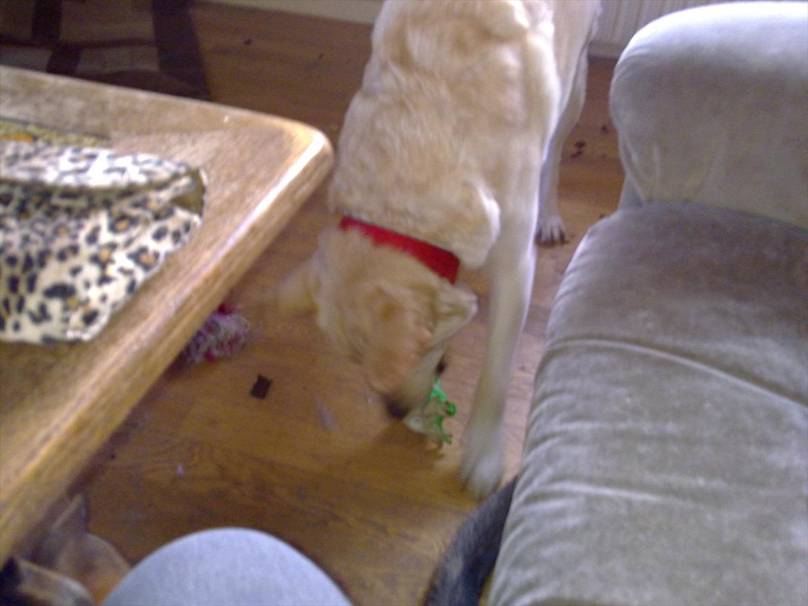 Blanding af racer Dina billede 12