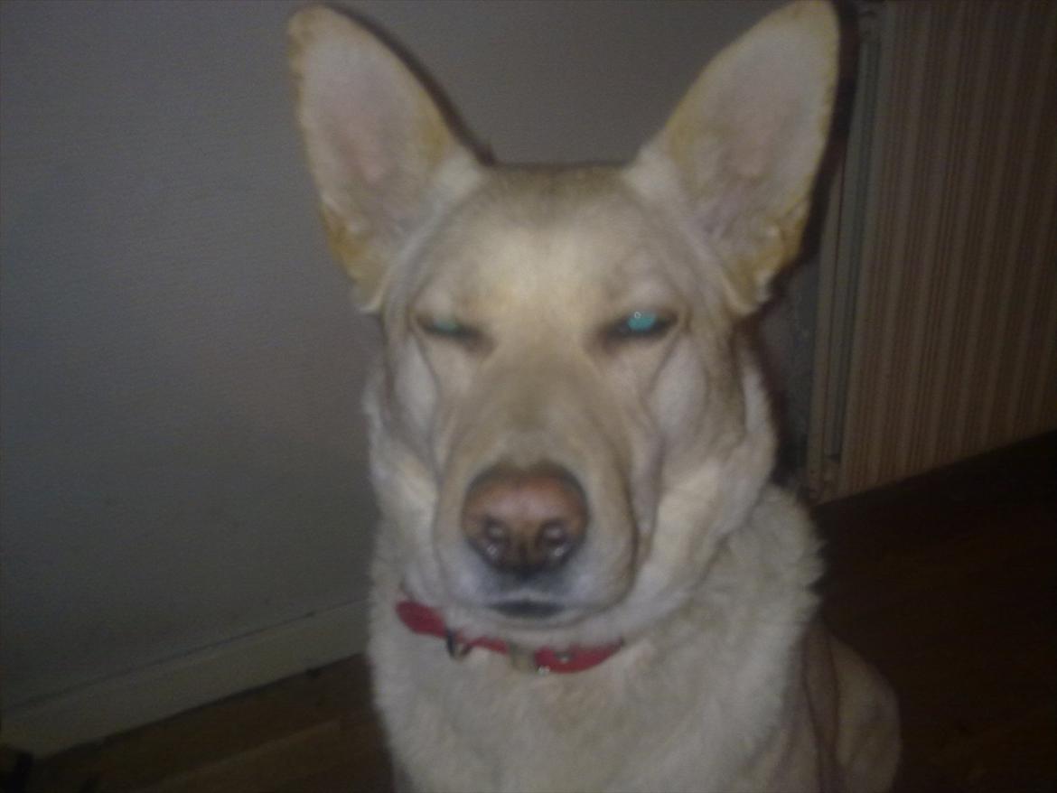 Blanding af racer Dina billede 13