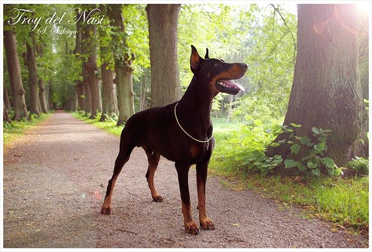 Dobermann ~ Hector (Troy del Nasi) billede 6