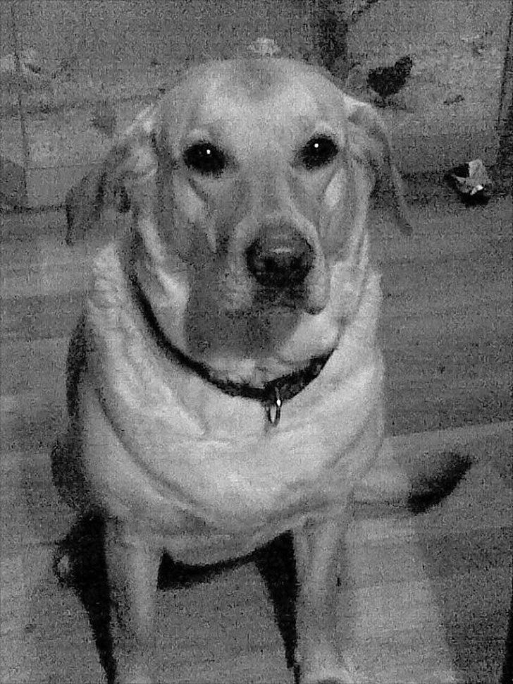 Blanding af racer Zitta [Himmelhund<3] billede 1