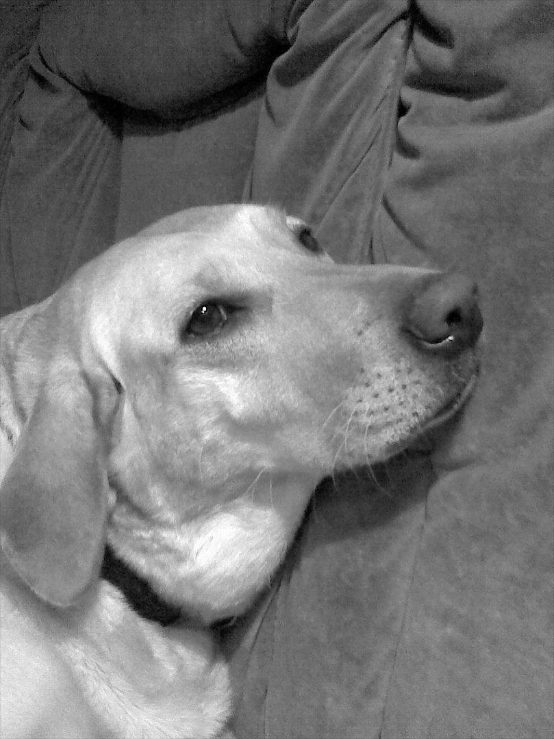 Blanding af racer Zitta [Himmelhund<3] billede 2