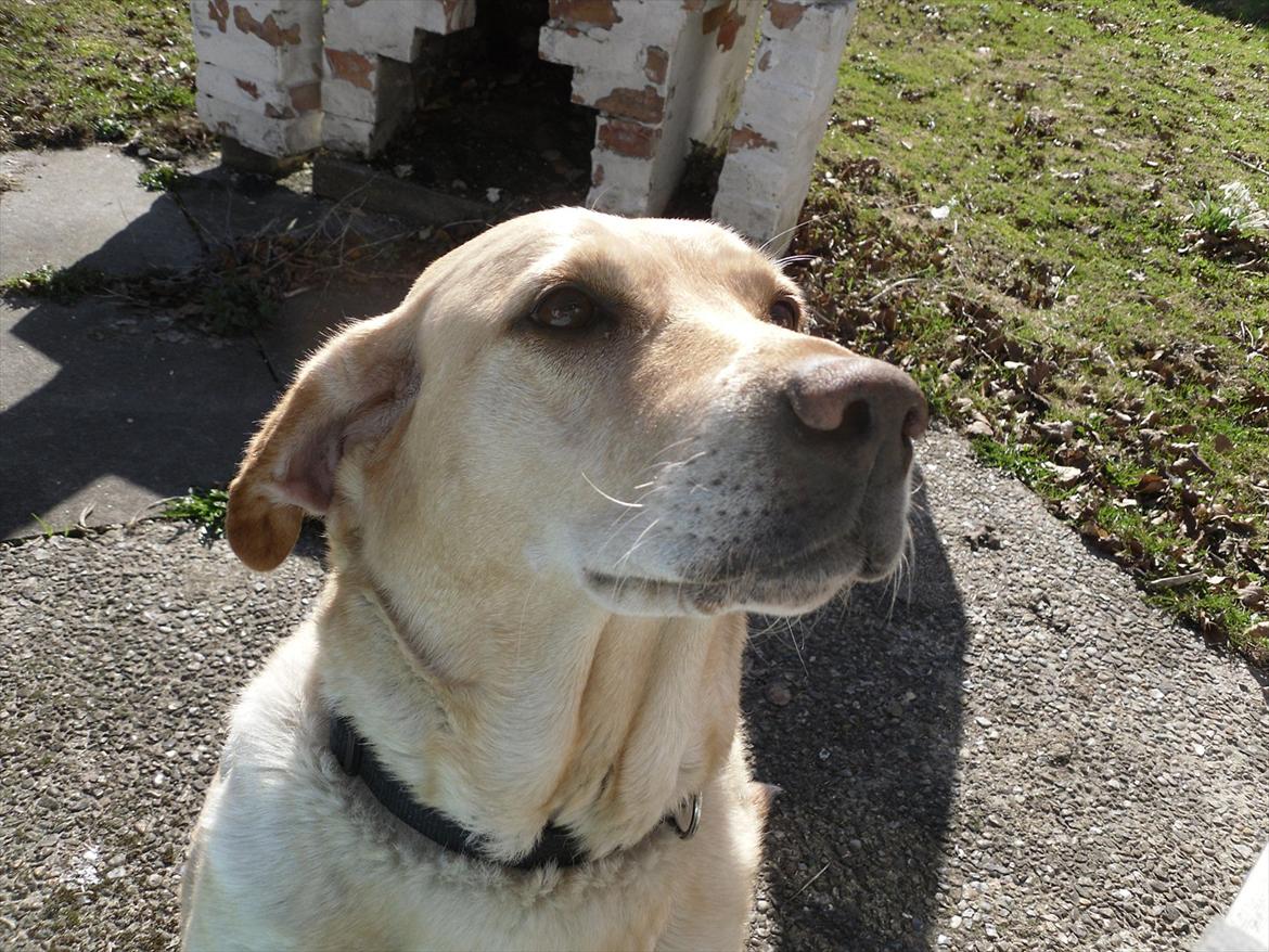 Blanding af racer Zitta [Himmelhund<3] billede 3