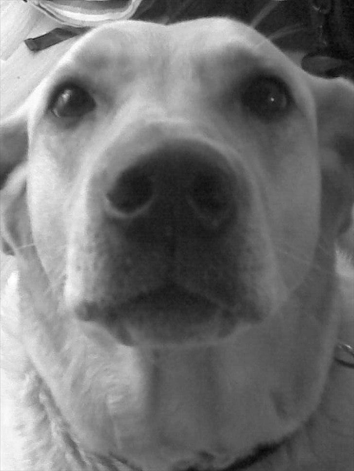 Blanding af racer Zitta [Himmelhund<3] billede 4