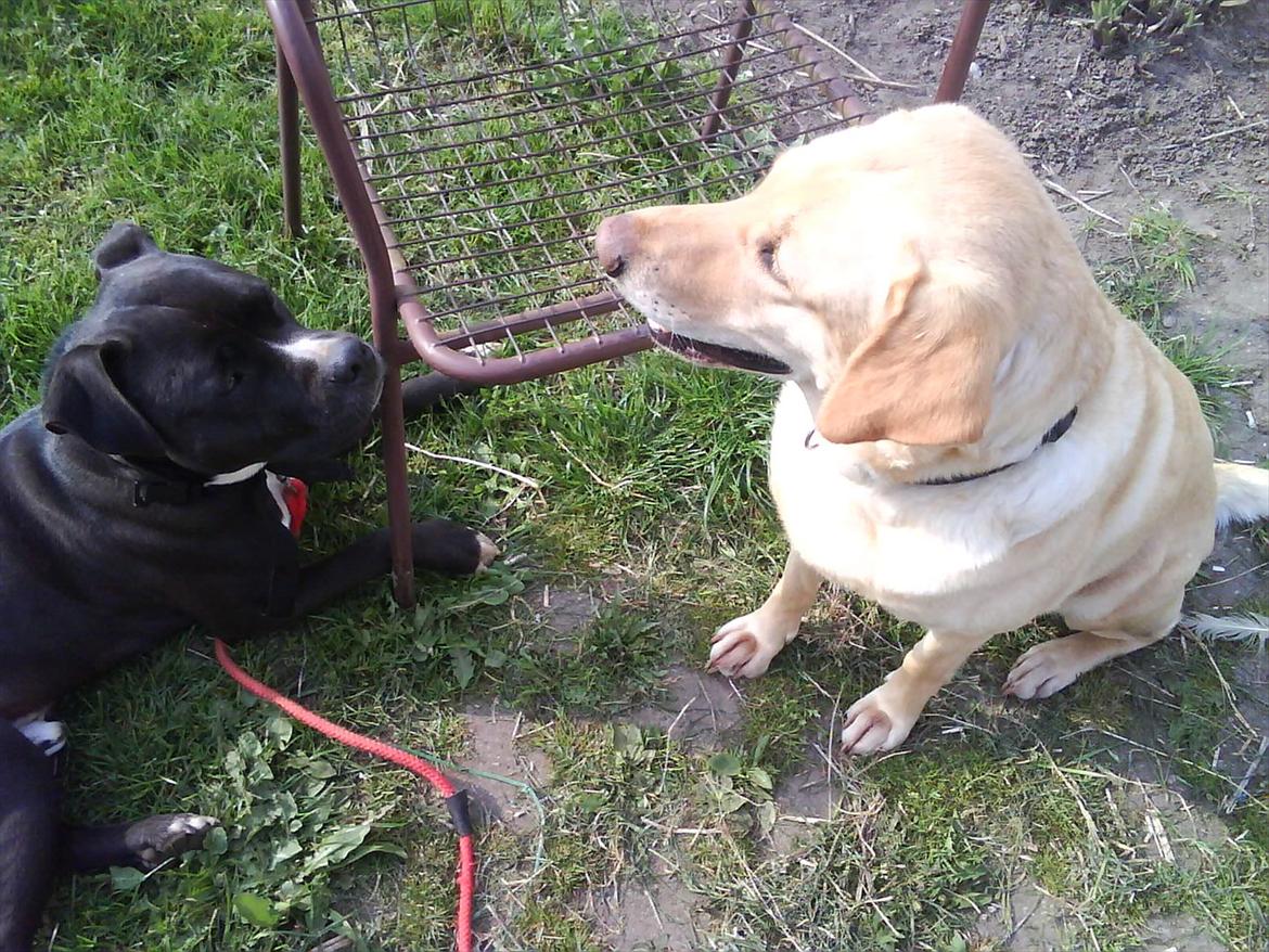 Blanding af racer Zitta [Himmelhund<3] billede 5