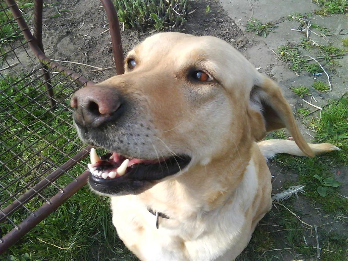 Blanding af racer Zitta [Himmelhund<3] billede 6