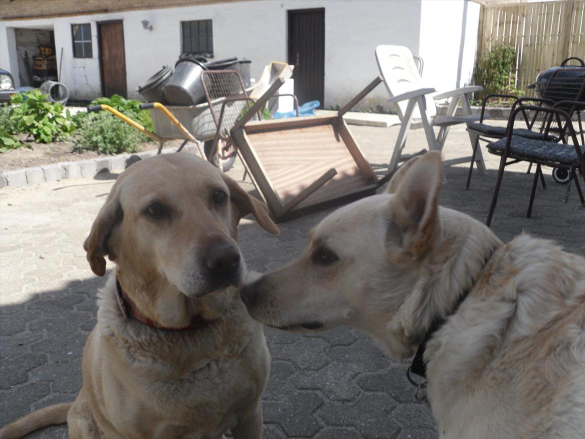 Blanding af racer Zitta [Himmelhund<3] billede 7