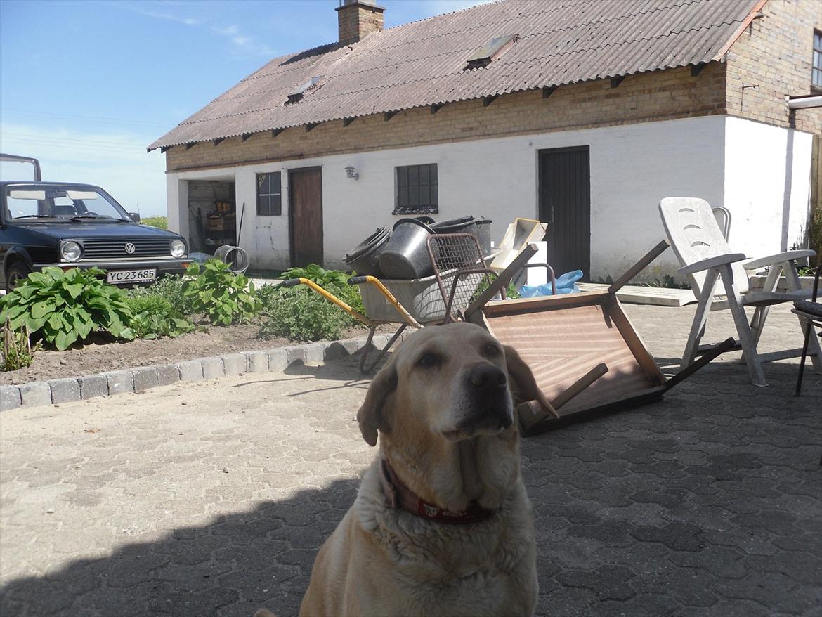 Blanding af racer Zitta [Himmelhund<3] billede 8