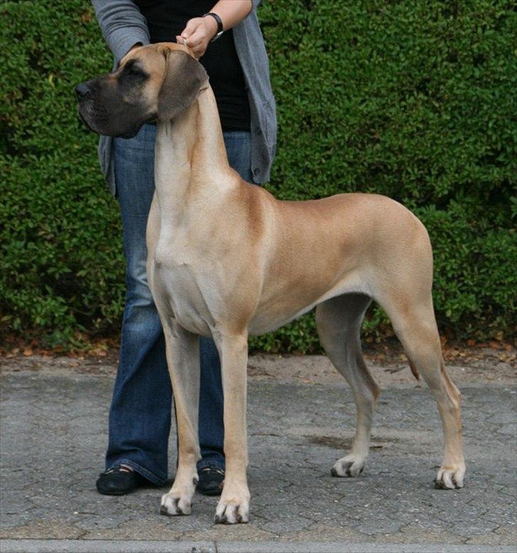 Grand danois Selmalda Too Funky *NOVA* billede 8