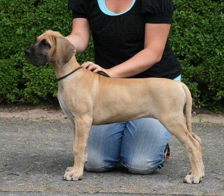 Grand danois Selmalda Too Funky *NOVA* billede 9