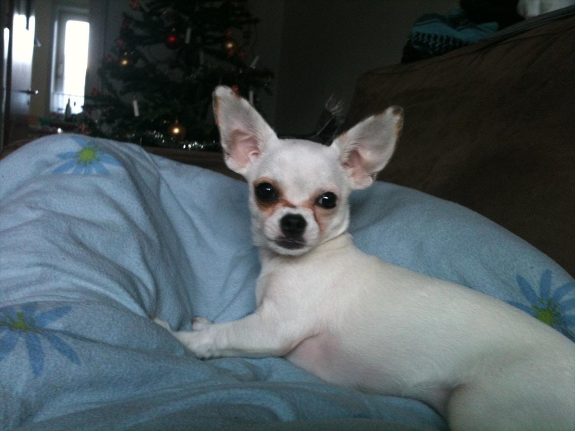 Chihuahua bellis billede 8