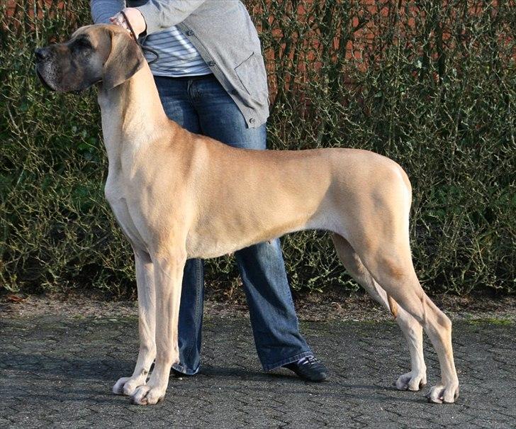 Grand danois Selmalda Too Funky *NOVA* billede 10