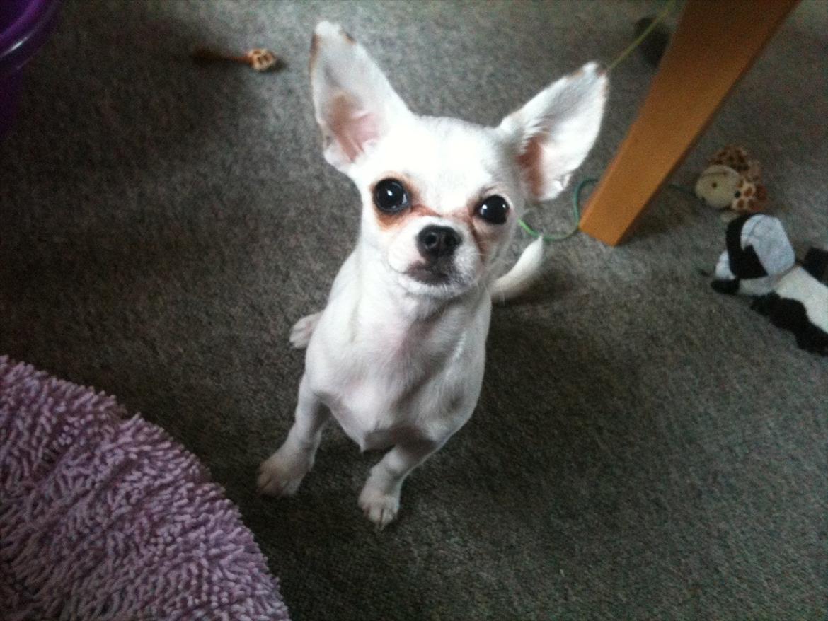 Chihuahua bellis billede 9