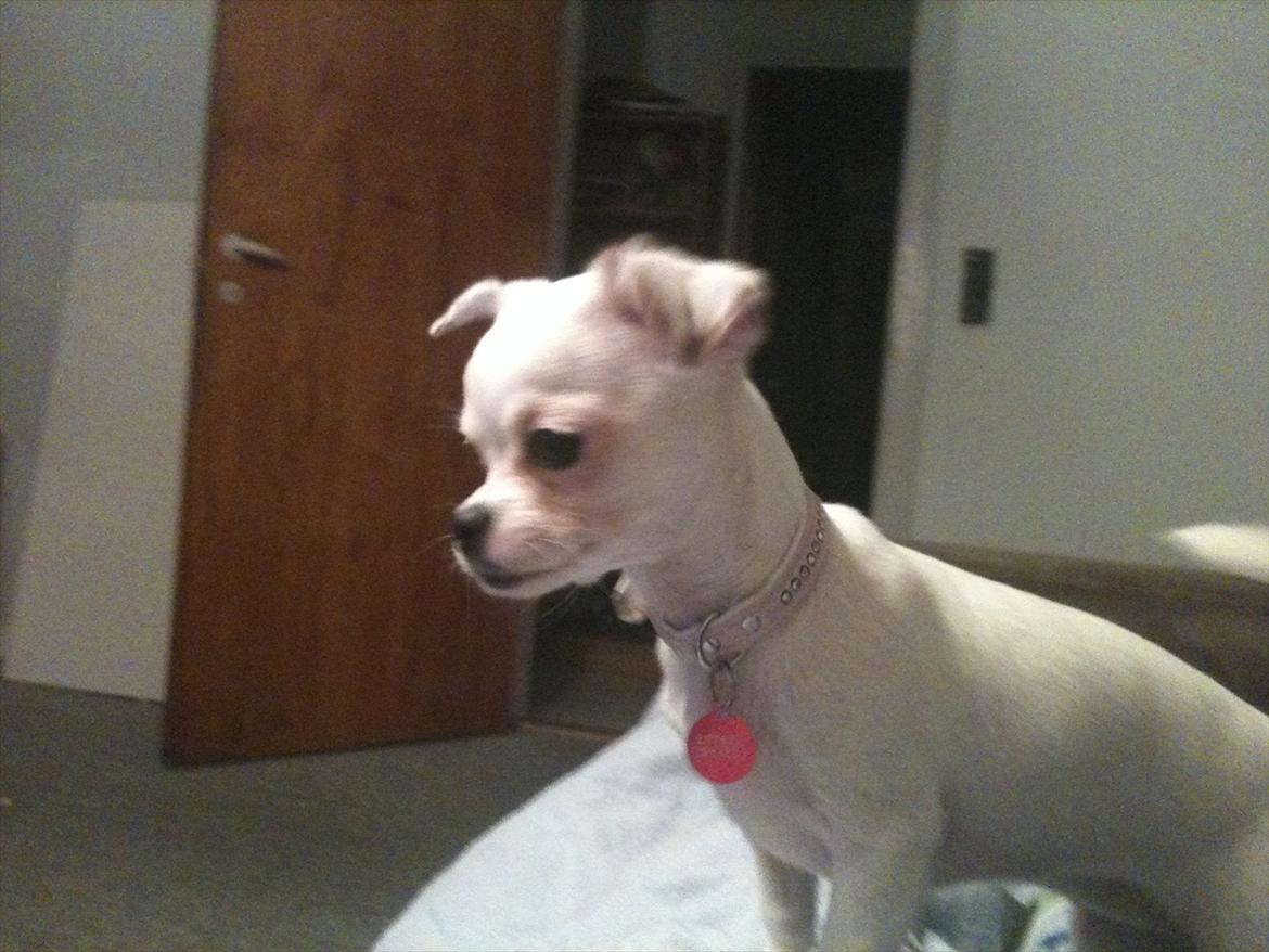 Chihuahua bellis billede 10