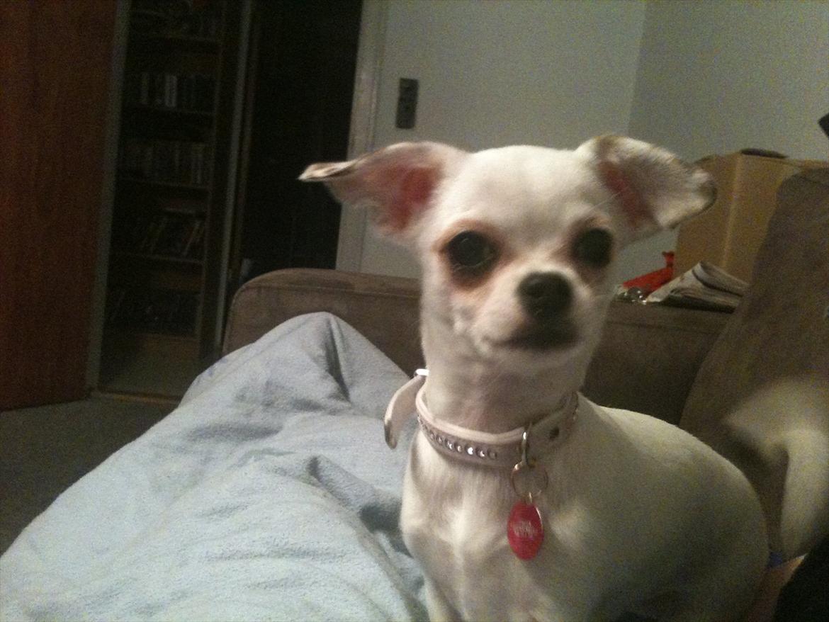 Chihuahua bellis billede 11