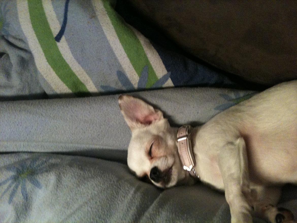 Chihuahua bellis billede 12